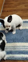 Sianna, a female French Bulldog for sale in Marion, IL – 6 of 10