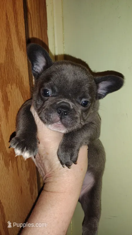 Zilo – French Bulldog puppy for sale in Marion, IL