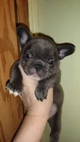Zilo, a male French Bulldog for sale in Marion, IL – 1 of 4