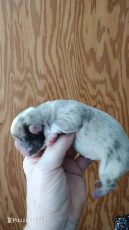 Angels Azul – French Bulldog puppy on hold in Marion, IL