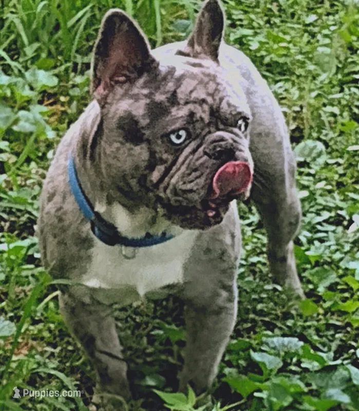 Chosen  – French Bulldog puppy for sale in Marion, IL