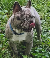Chosen , a male French Bulldog for sale in Marion, IL – 1 of 4