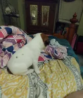 Rascal, a male Jack Russell Terrier for sale in Marion, IL – 2 of 7