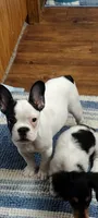 Sianna, a female French Bulldog for sale in Marion, IL – 5 of 8