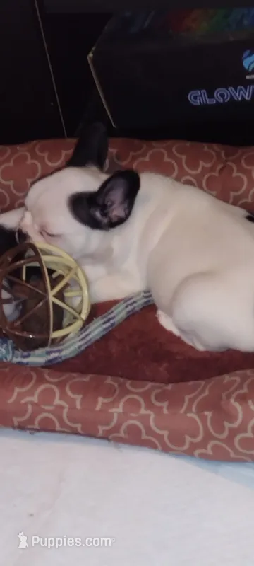 Sia  – French Bulldog puppy for sale in Marion, IL