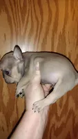Stetson , a male French Bulldog for sale in Marion, IL – 6 of 9