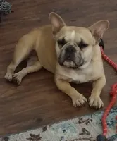 Sia, a female French Bulldog for sale in Marion, IL – 4 of 5