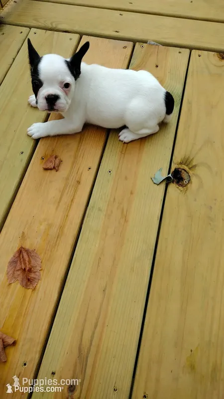 Sia  – French Bulldog puppy for sale in Marion, IL