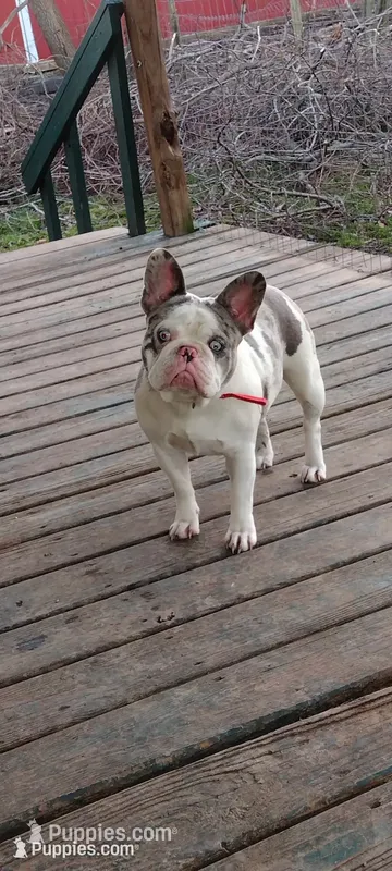 Lexi – French Bulldog puppy for sale in Marion, IL