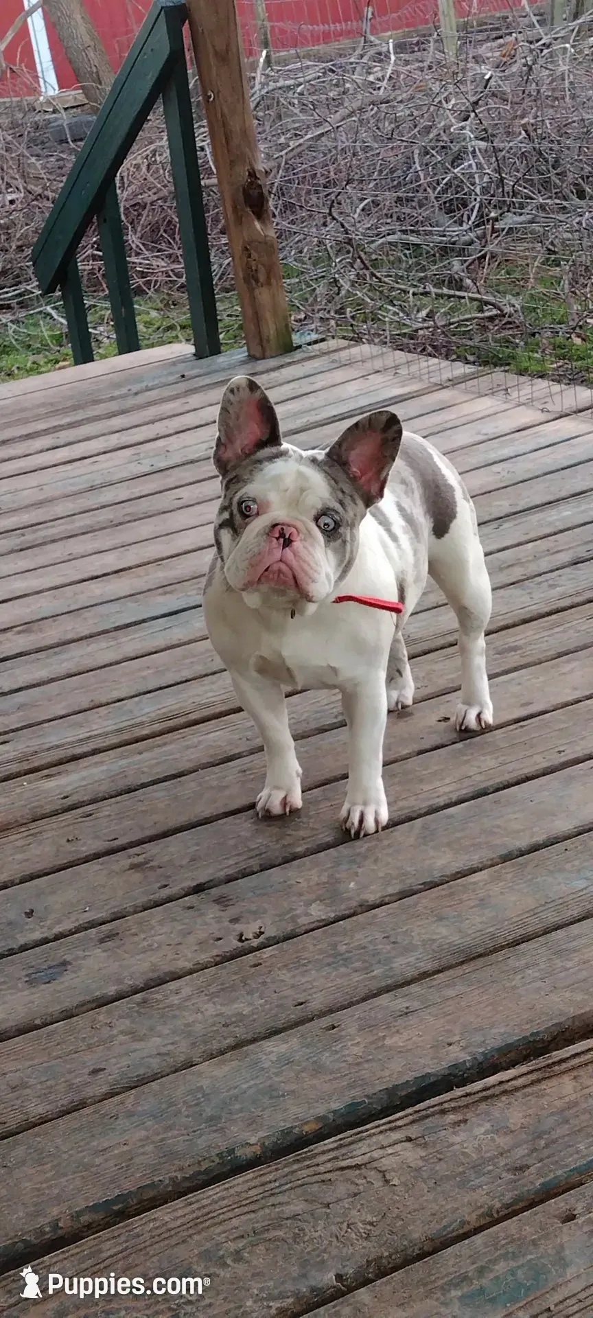 Lexi, a female French Bulldog for sale in Marion, IL – 1 of 2