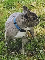 Sianna, a female French Bulldog for sale in Marion, IL – 7 of 7
