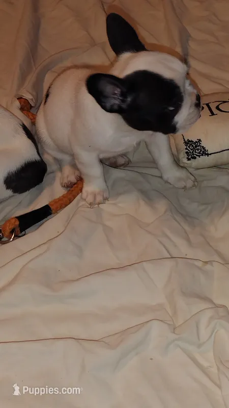 Rex – French Bulldog puppy for sale in Marion, IL