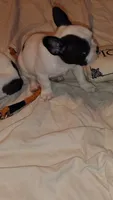 Rex, a male French Bulldog for sale in Marion, IL – 2 of 7