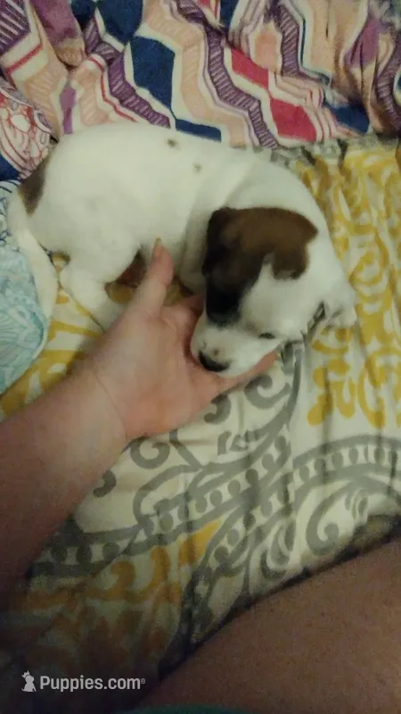Rascal – Jack Russell Terrier puppy for sale in Marion, IL
