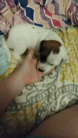Rascal, a male Jack Russell Terrier for sale in Marion, IL – 1 of 7
