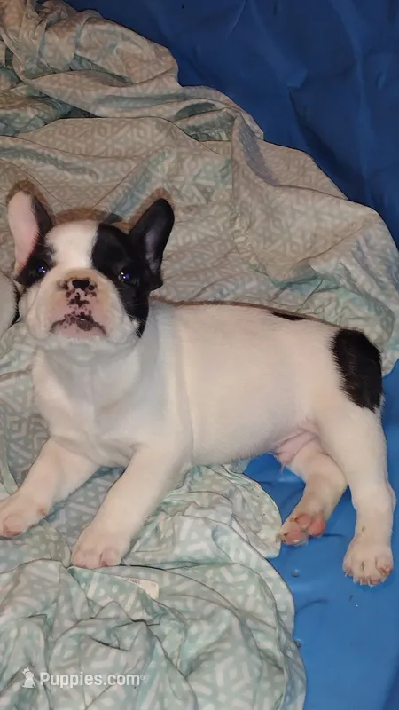 Rex – French Bulldog puppy for sale in Marion, IL