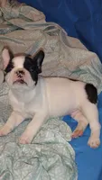 Rex, a male French Bulldog for sale in Marion, IL – 1 of 7