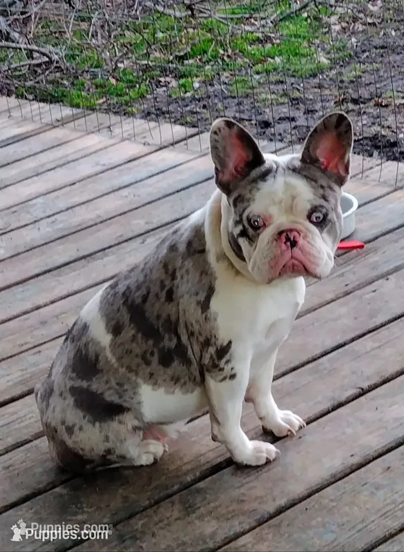 Lexi – French Bulldog puppy for sale in Marion, IL