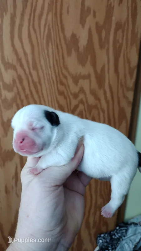 Mia – French Bulldog puppy for sale in Marion, IL