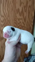 Mia, a female French Bulldog for sale in Marion, IL – 1 of 5