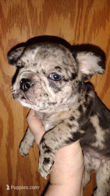 Iz – French Bulldog puppy for sale in Marion, IL