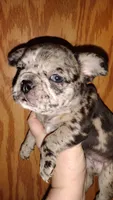 Iz, a female French Bulldog for sale in Marion, IL – 1 of 3