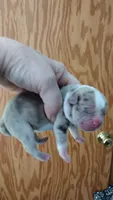 Angels Azul, a male French Bulldog for sale in Marion, IL – 2 of 4