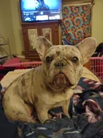 Snow white, a female French Bulldog for sale in Marion, IL – 5 of 6