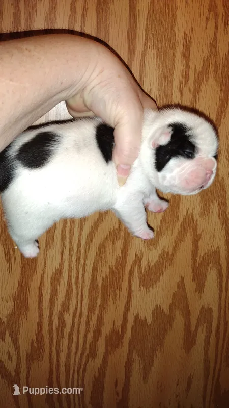 Rex – French Bulldog puppy for sale in Marion, IL