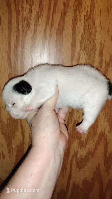 Sia – French Bulldog puppy for sale in Marion, IL