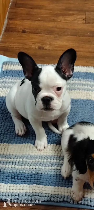 Sianna – French Bulldog puppy for sale in Marion, IL
