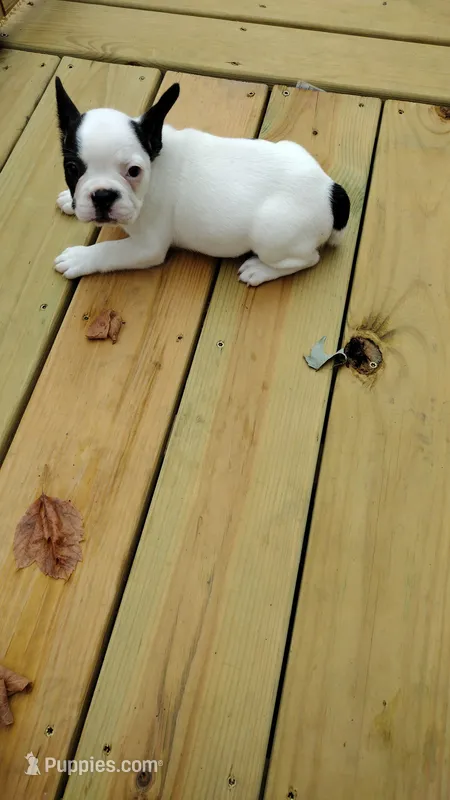 Sianna – French Bulldog puppy for sale in Marion, IL