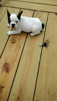 Sianna, a female French Bulldog for sale in Marion, IL – 4 of 7