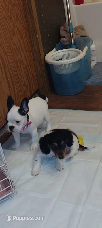 Sia  – French Bulldog puppy for sale in Marion, IL