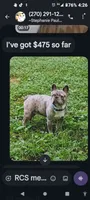 Sianna, a female French Bulldog for sale in Marion, IL – 6 of 7