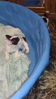 Rex, a male French Bulldog for sale in Marion, IL – 6 of 7