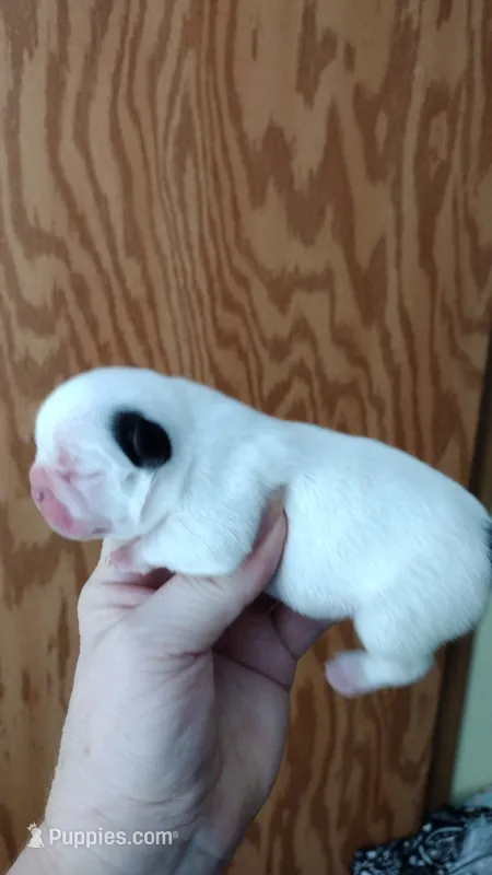 Sia – French Bulldog puppy for sale in Marion, IL