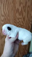 Sia, a female French Bulldog for sale in Marion, IL – 1 of 4