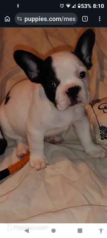 Sianna – French Bulldog puppy for sale in Marion, IL