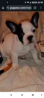 Sianna, a female French Bulldog for sale in Marion, IL – 1 of 7