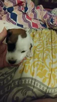 Rascal, a male Jack Russell Terrier for sale in Marion, IL – 4 of 7