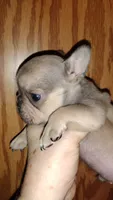 Stetson , a male French Bulldog for sale in Marion, IL – 4 of 9