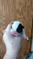 Rex, a male French Bulldog for sale in Marion, IL – 2 of 3