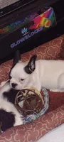 Sianna, a female French Bulldog for sale in Marion, IL – 3 of 10