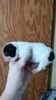 Rex, a male French Bulldog for sale in Marion, IL – 3 of 3