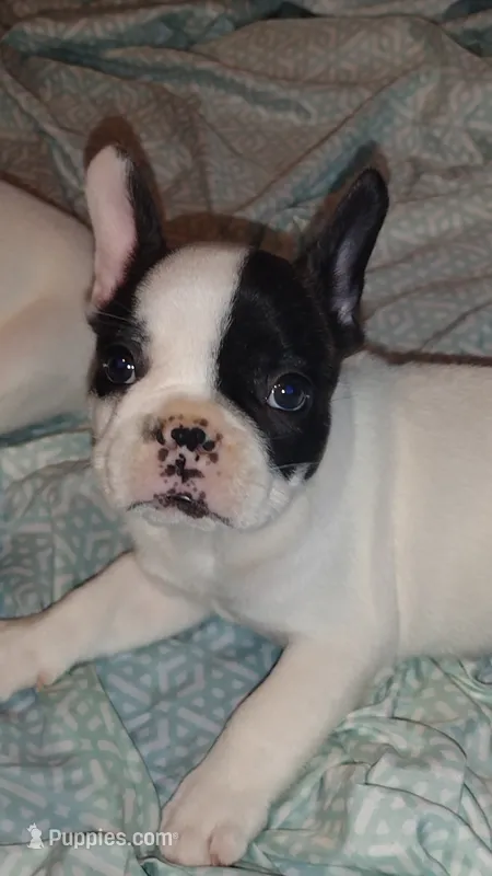 Rex – French Bulldog puppy for sale in Marion, IL