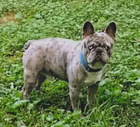 Rex, a male French Bulldog for sale in Marion, IL – 4 of 7