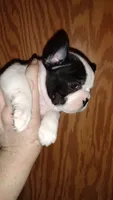 Sia, a female French Bulldog for sale in Marion, IL – 2 of 5