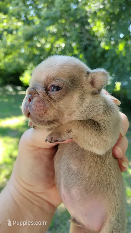 Cash – French Bulldog puppy for sale in Marion, IL