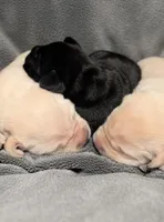 Odysseus (Odie), a male Labrador Retriever for sale in Evans Mills, NY – Photo 4 of 6